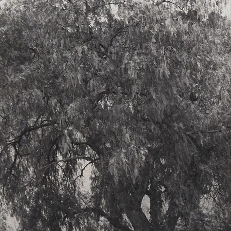 Lee Friedlander “Australia” Photograph Lee Friedlander Lee Friedlander "Australia" Photograph