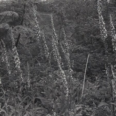 Lee Friedlander “Ho Valley” Photograph Lee Friedlander Lee Friedlander "Ho Valley" Photograph